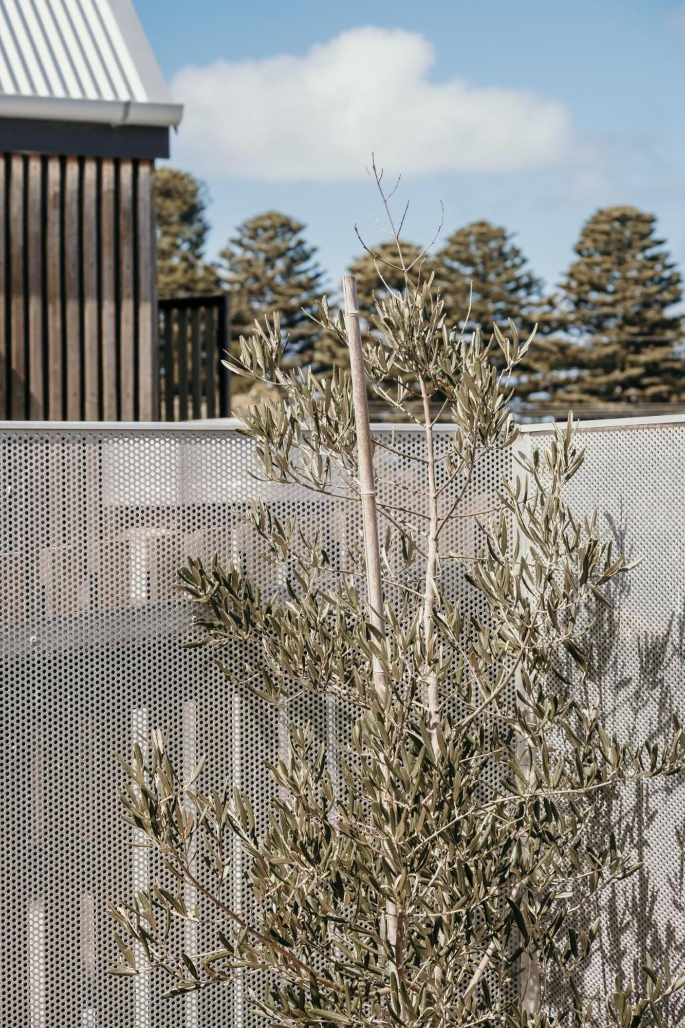 The Oak & Anchor Hotel Port Fairy Eksteriør bilde Olive tree in the courtyard of the museum